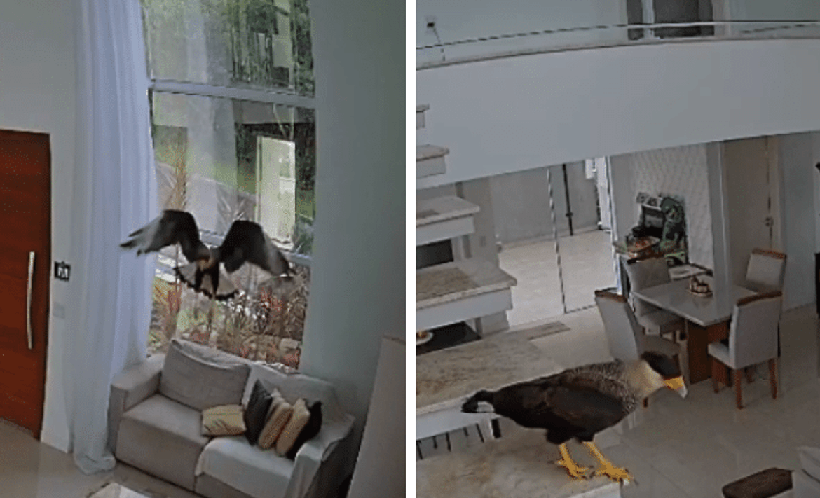 Flávia Abalém e o Inusitado Encontro com um Carcará entrando em sua casa para tentar pegar seu cachorro; Veja vídeo!